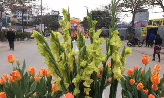 Hội chợ hoa xuân Mậu Tuất 2018: Độc đáo hoa lay ơn xanh