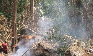 Tỉnh ủy Quảng Bình yêu cầu làm rõ vụ cây sưa