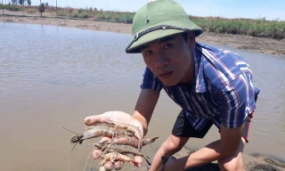 Tôm chết hàng loạt ở Thanh Hóa do thời tiết