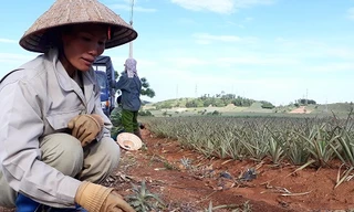 Dứa 2.000 đồng/kg không có người mua