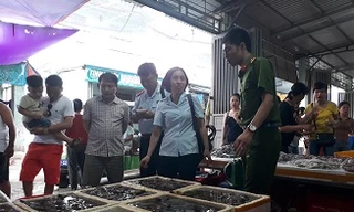 Thu giữ lượng lớn tôm căng, mập bất thường do bơm chất độc hại