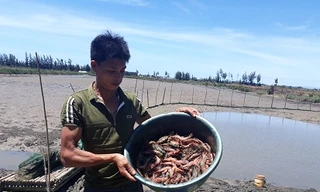 Tôm chết hàng loạt ở Thanh Hóa
