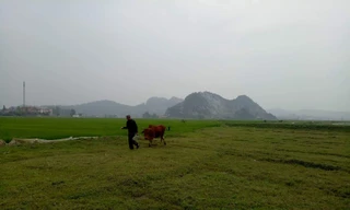 Tin mới vụ trâu, bò gặm cỏ phải... nộp phí ở Thanh Hóa