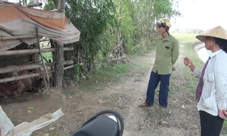 Đàn trâu 'điên' lạc vào khu dân cư, húc 15 người bị thương