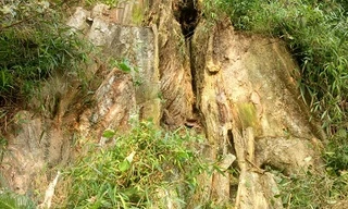 Gốc cây gỗ đăng bị chặt