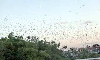 Cò về trắng trời giữa thành phố Thanh Hóa