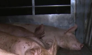 Phát hiện lợn dịch tả Châu Phi sử dụng giấy tờ nghi giả để đi tiêu thụ