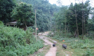 Đường vào rừng ở xã Thành Yên, huyện Thạch Thành, Thanh Hóa