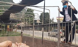 Ba xã đầu tiên ở Thanh Hóa công bố hết dịch tả lợn Châu Phi