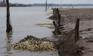 Ngao chết chưa rõ nguyên nhân ở xã Quảng Nham