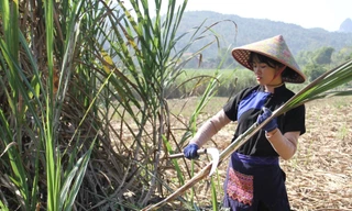 Nội dung đồng quê Việt Nam hút triệu view 