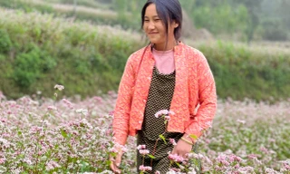 Tam giác mạch bung nở trên cao nguyên đá Đồng Văn