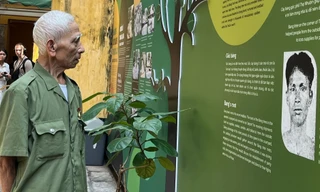 Cây bàng lịch sử chứng kiến cuộc đấu tranh ở Nhà tù Hỏa Lò