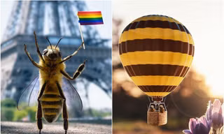 Bộ ảnh về loài ong được "thả tim" rần rần: Hẹn hò khắp nơi, đi chơi không biết mệt