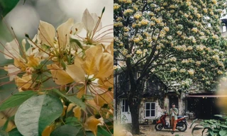 Gen Z rỉ tai nhau những góc sống ảo mùa hoa bún nở rộ