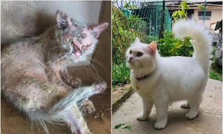 Màn lột xác không ngờ từ một bé mèo hấp hối trở thành “công chúa Tuyết” vạn người mê