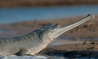 Hết hồn video cá sấu bơi vào khu dân cư vì đường phố ngập lụt ở Ấn Độ