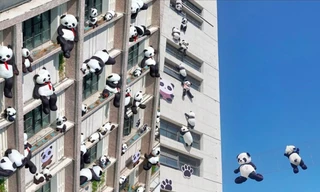 "Khách sạn gấu trúc" khiến netizen xứ Trung "lụy tim" vì quá sức đáng yêu