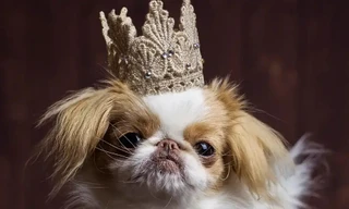 Tỷ phú tuyển "bảo mẫu" cho thú cưng với mức lương hơn 3 tỷ đồng