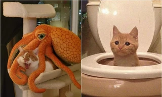 Góc hài hước: Những khoảnh khắc cưng muốn xỉu của hội “quàng thượng” siêu quậy