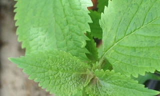 Các loại rau gia vị chữa bệnh (phần 2)