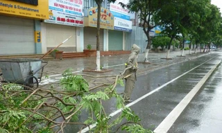 Hà Nội : Hàng loạt cây xanh bị đổ