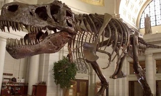 Khủng long bạo chúa hung bạo hơn ta nghĩ