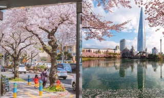 Lãng mạn với lễ hội hoa anh đào Hàn Quốc: Dạo bước ngắm mưa hoa rực rỡ!