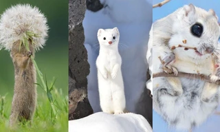 Có quá nhiều "sự cute" ở đây: Sóc yêu hoa, chồn tuyết tinh nghịch khiến ai cũng tan chảy! 