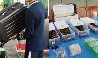 Nhật Bản: Vali của khách ở khách sạn có âm thanh lạ, bên trong rất bất ngờ