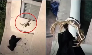 Bị rơi áo xuống tầng dưới, một người buộc con cua vào sợi dây thả xuống cho cua cắp áo lên