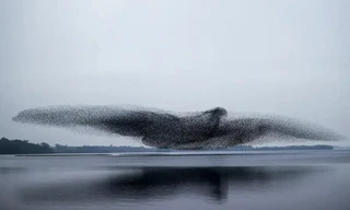 Khoảnh khắc kỳ ảo: Hàng ngàn con chim bay thành hình một con chim khổng lồ