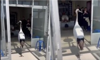 Chim hạc bỗng xuất hiện khi một gia đình Trung Quốc tiễn đưa người thân, còn cúi đầu chào