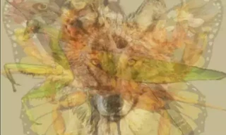 Bạn nhìn ra con gì trước trong 9 con vật? Câu trả lời cho biết bạn sống có cân bằng không