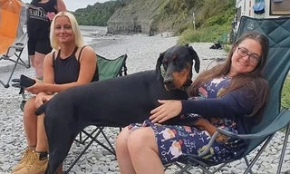 Chú chó tự tìm ra người hiến thận phù hợp cực hiếm để cứu chủ đang bị bệnh nan y