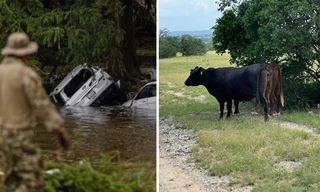 Đàn bò tự di chuyển lên chỗ cao trước lũ lụt lịch sử ở Texas do dự đoán được thiên tai?