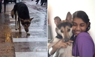 Chú chó ngày nào cũng ngồi đợi ở cùng một chỗ, sau 8 tháng đã được về với gia đình