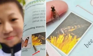 Nam sinh lớp 7 ở Trung Quốc nhận ra ảnh con ong trong sách giáo khoa thực ra là con ruồi