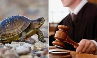 Trung Quốc: Con rùa từ trên cao rơi vào đầu em bé, người chủ phải đền hơn 4 tỷ