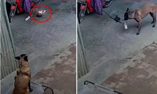 Cục sạc xe đạp điện bốc cháy, chú chó thông minh cắn đứt dây ngăn được hỏa hoạn