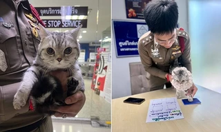 Chú mèo đi lạc bị buộc tội vì cắn nhiều cảnh sát, dân mạng khó nhịn cười