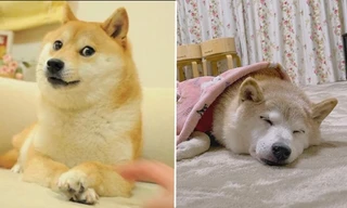 Chú chó Shiba nổi tiếng trên các meme đang ốm nặng, dân mạng gửi vô số lời chúc