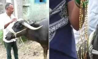 Chú trâu ăn mất sợi dây chuyền vàng người chồng tặng vợ, dân mạng không thể nhịn cười