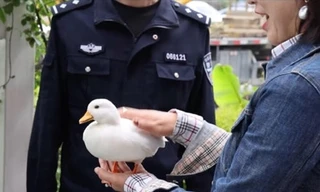 Chú vịt giá 17 triệu đồng may mắn được cảnh sát cứu ngay trước khi bị cho vào nồi áp suất