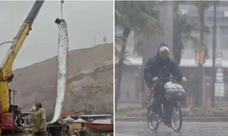 “Con cá thảm họa” xuất hiện đã dự báo đúng về trận siêu bão gần nhất ở Nhật Bản, lý do là gì?