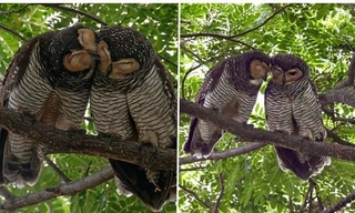 Gần đến ngày Valentine, hội F.A "phát hờn" khi thấy cặp đôi cú lông đốm tình cảm thế này