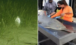 Nhiều loài cá có hành vi lạ, tự xoay tròn như lốc xoáy: Chúng báo hiệu điều gì?