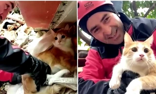 Một nạn nhân mắc kẹt sau động đất ở Thổ Nhĩ Kỳ khăng khăng đề nghị cứu mèo của mình trước