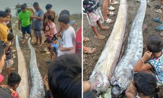 Động đất ở Philippines 1 ngày sau khi "cá tận thế" xuất hiện, liệu có liên quan?