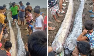 Động đất ở Philippines 1 ngày sau khi "cá tận thế" xuất hiện, liệu có liên quan?